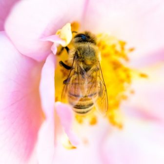 Bee and Petals Glass Splashback