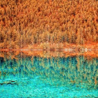 autumn forest reflection glass splashback