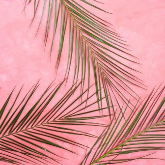 ferns on pink glass splashback